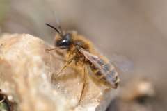 Zonandrena flavipes